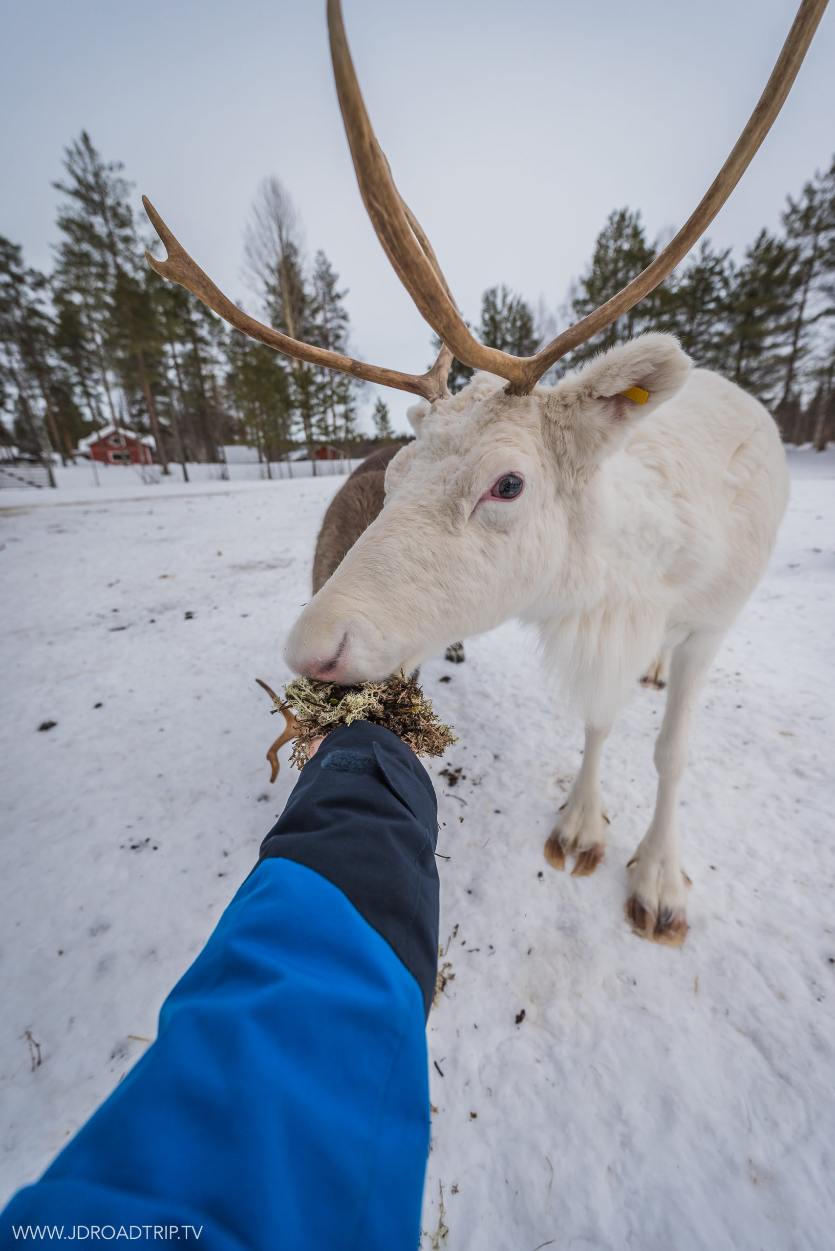 Programme Laponie au féminin - Ferme de rennes